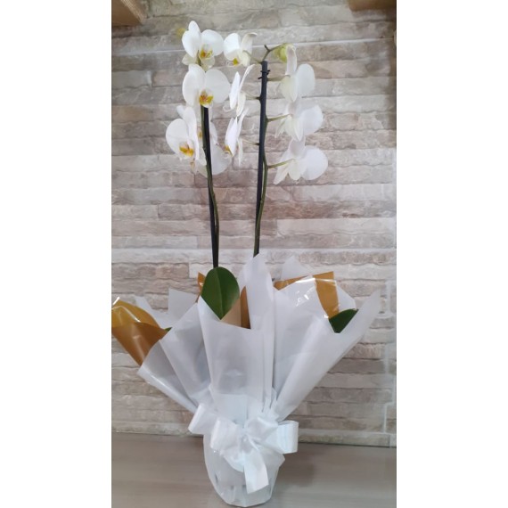 Orquídeas brancas para presente