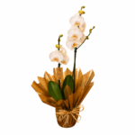 Orquídea Phalaenopsis para Presente