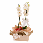 Orquídea Phalaenópsis com Bombons