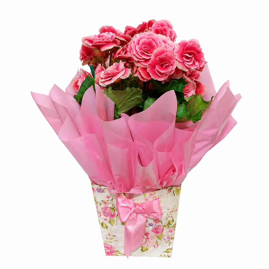 FLORICULTURA DINIZ - BEGONIA Begônias Rosa Plantadas - Imagem 1