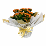 Flor da Fortuna Laranja