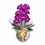 Orquídea no Vaso de Vidro