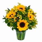 Brilho de Sol